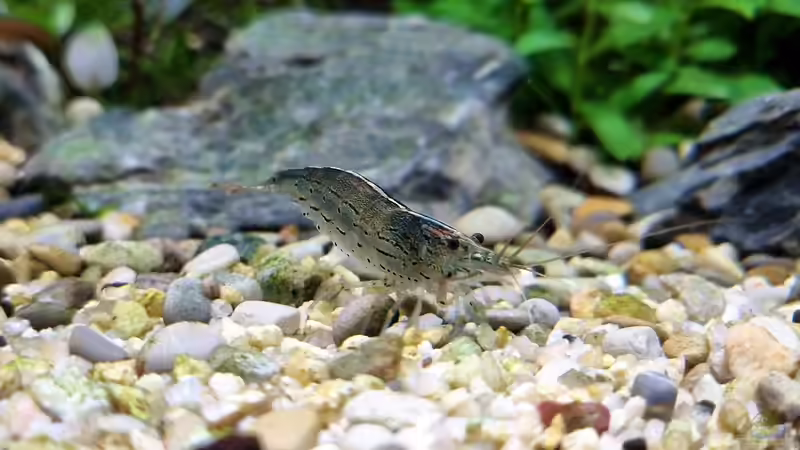 Amanogarnele von Comander (48)