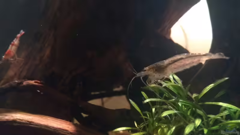 Amanogarnele von CzudemP (26)