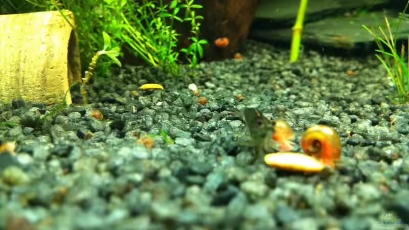 Amanogarnele von Daniel B (25)