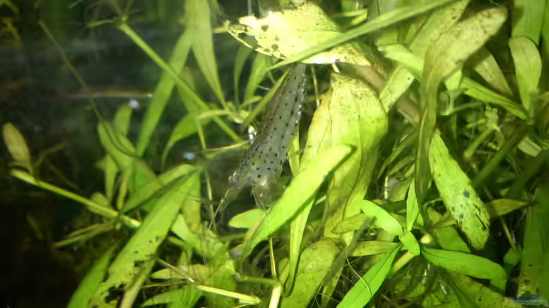 Amanogarnele von Danny7 (9)