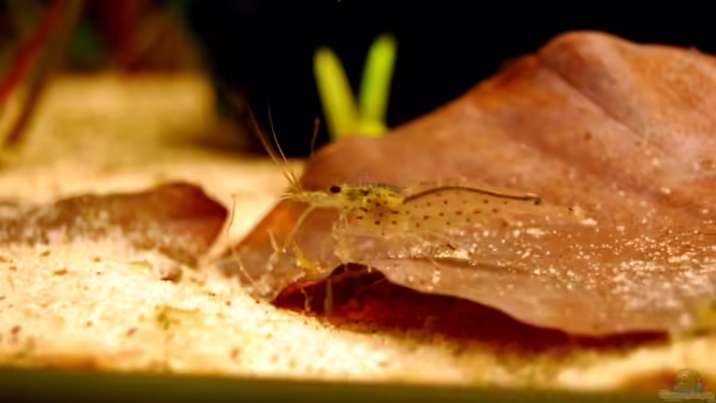 Amanogarnele von Danubia (12)