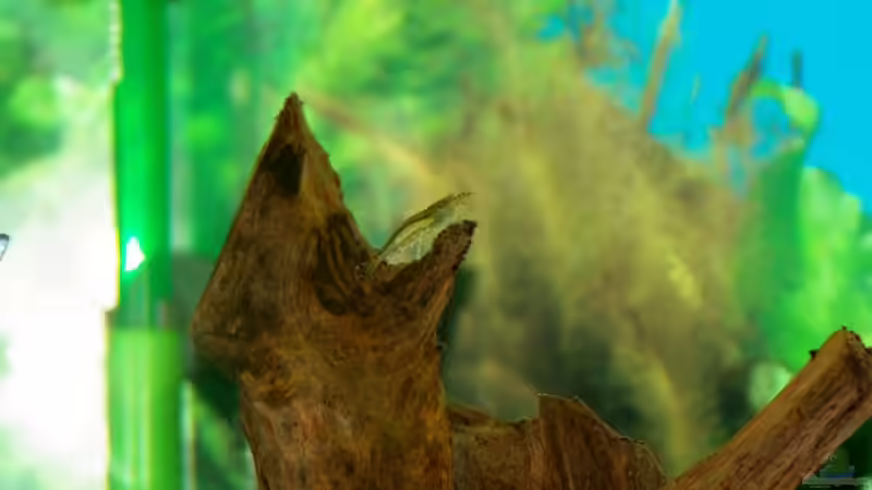 Amanogarnele von Denis Aschenbach (12)