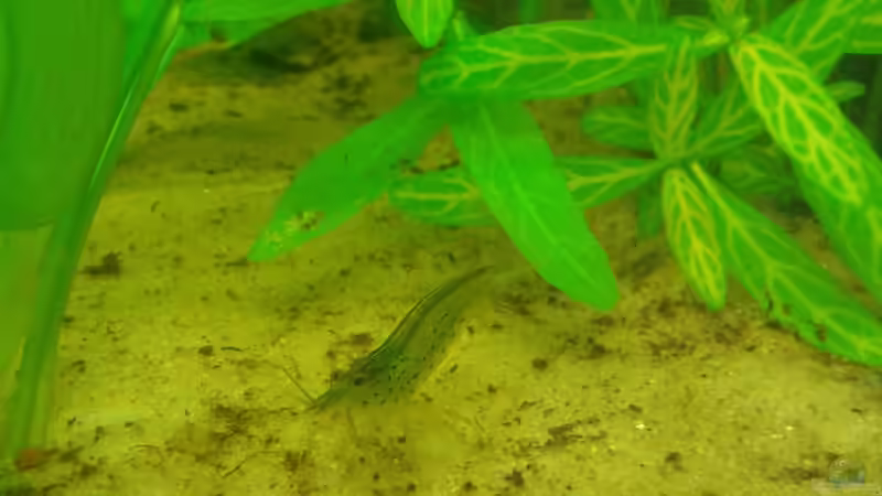 Amanogarnele von Deoroller (49)