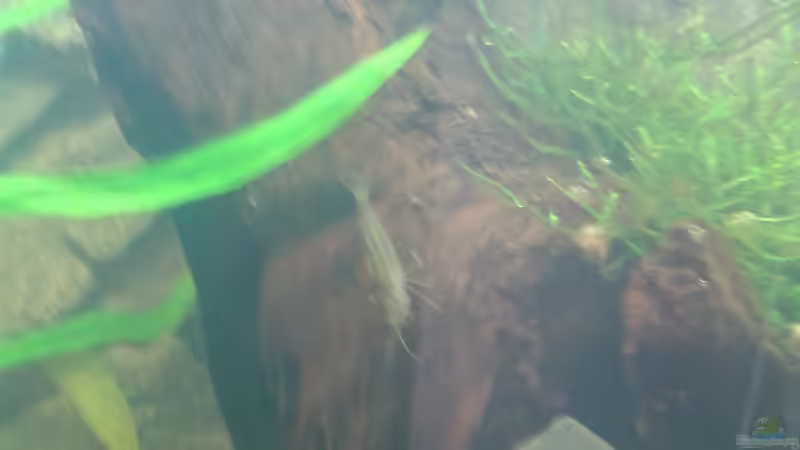 Amanogarnele von Deoroller (50)