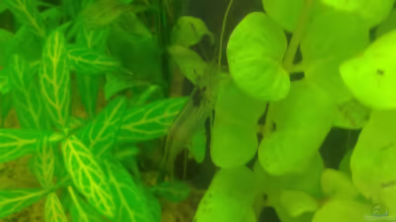 Amanogarnele von Deoroller (51)