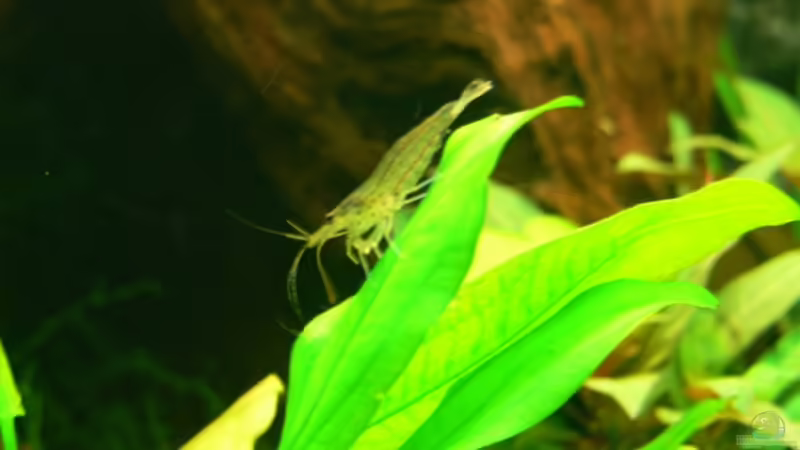 Amanogarnele von derflo (23)