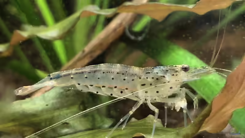 Amanogarnele von derflo (7)