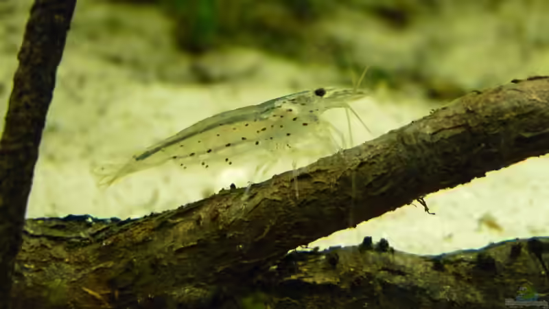 Amanogarnele von DerImperator (31)