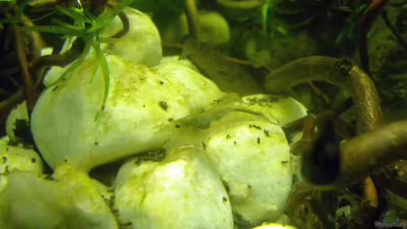 Amanogarnele von did244 (28)