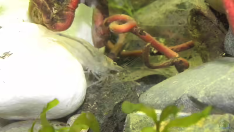 Amanogarnele von did244 (31)