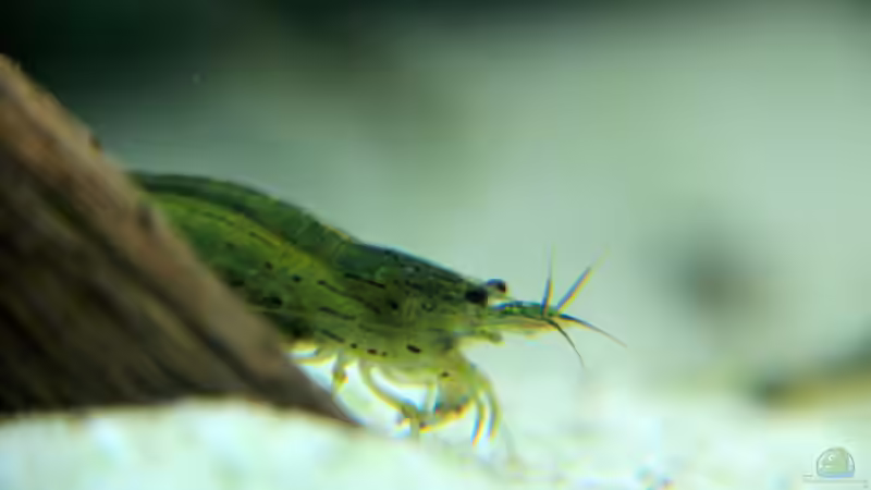 Amanogarnele von disco-d (31)