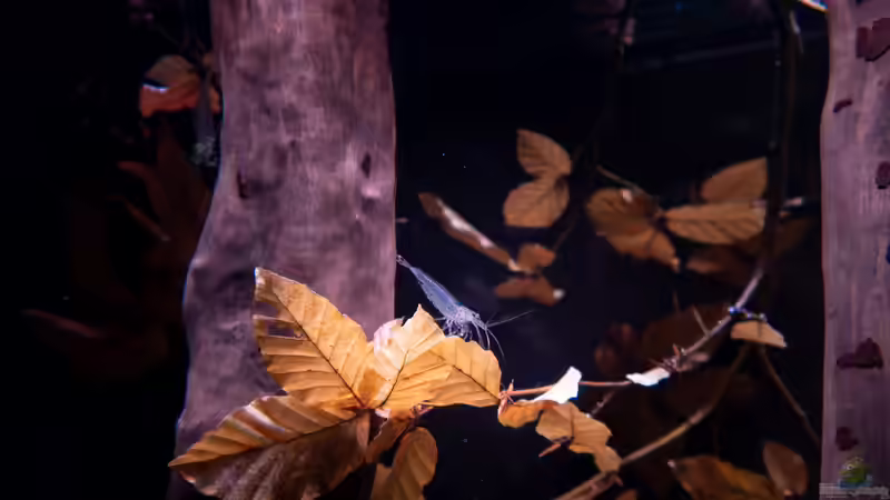 Amanogarnele von DiskusMummy (77)