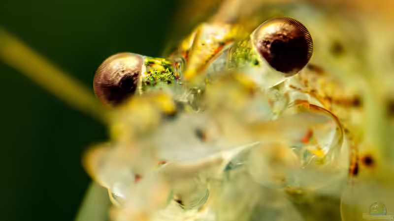 Amanogarnele von fischgarage (7)