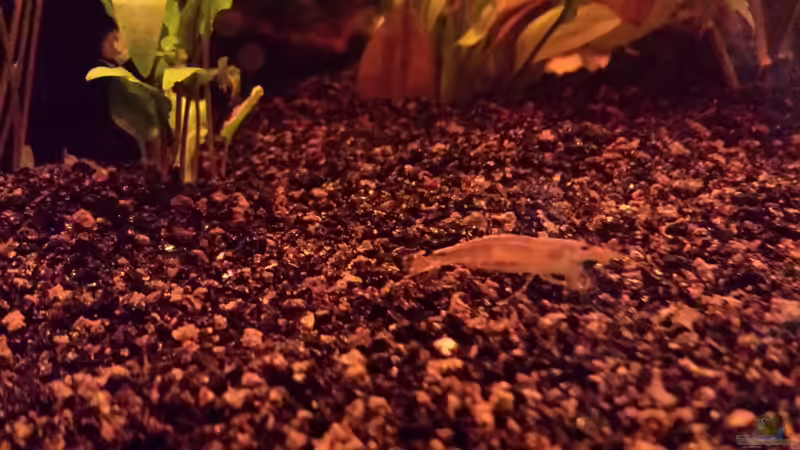 Amanogarnele von FK Nordfriesland (4)