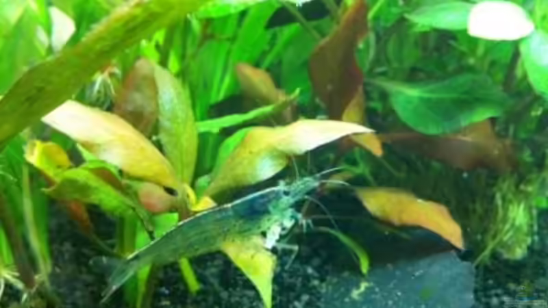 Amanogarnele von Florian Zisch (4)