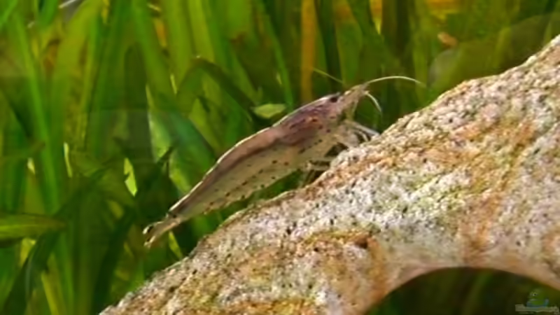 Amanogarnele von Frank Schröder (5)