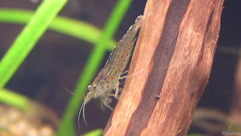 Amanogarnele von froxxs (13)