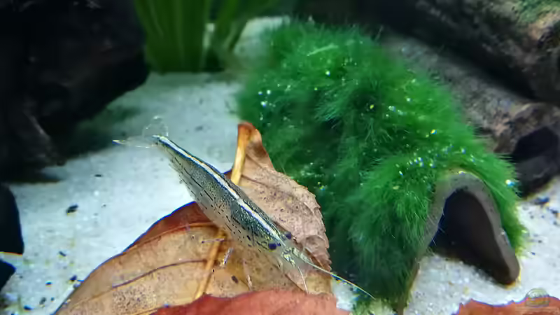 Amanogarnele von gonzi (12)