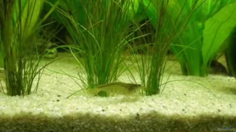 Amanogarnele von Holzi (11)