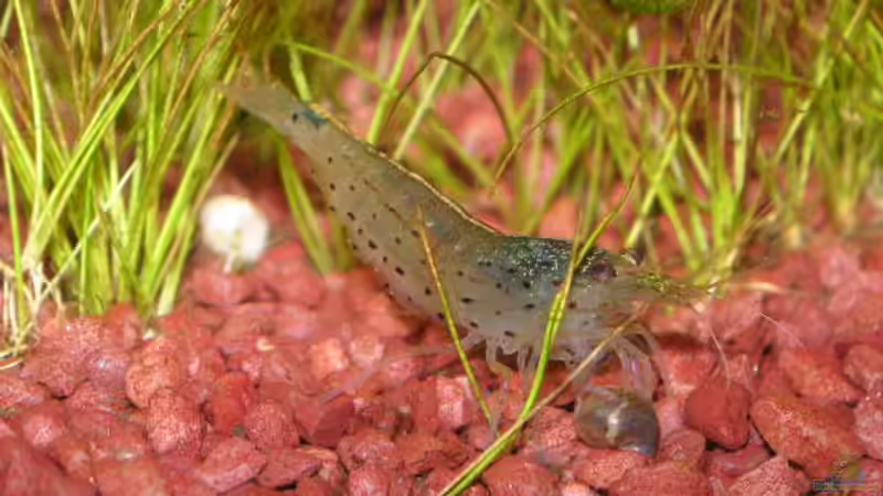 Amanogarnele von Jasmin Lütticke (15)