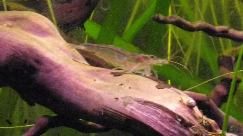 Amanogarnele von Jemafa (55)