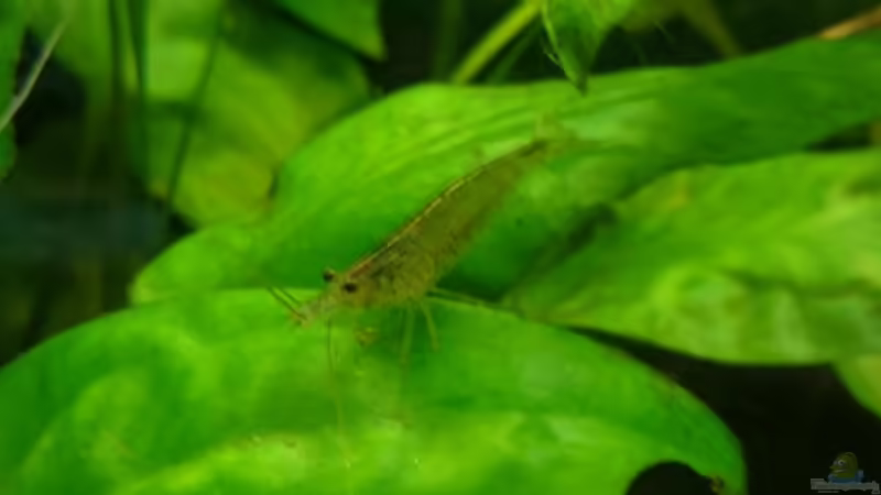 Amanogarnele von Karim C (40)