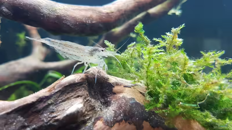 Amanogarnele von Köllebärbling (42)