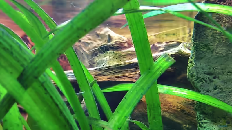 Amanogarnele von LockHeed (20)