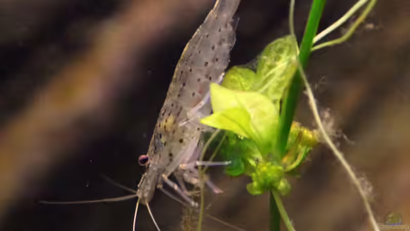 Amanogarnele von Maria Glas (11)