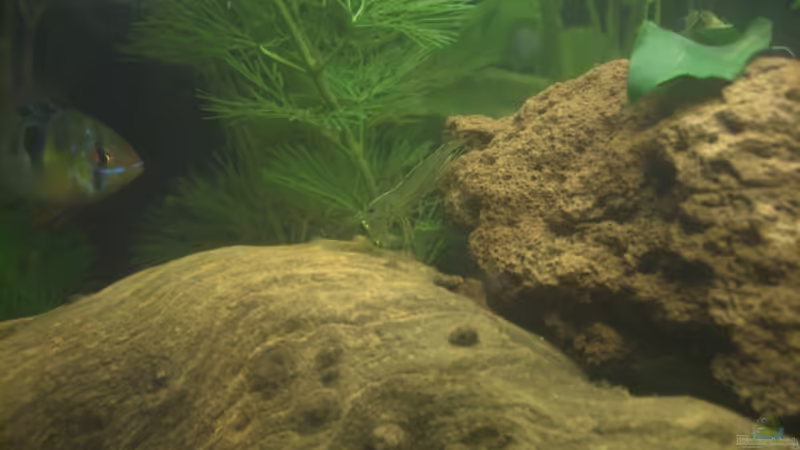 Amanogarnele von Mario H. (22)