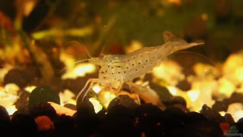 Amanogarnele von Mattie (6)