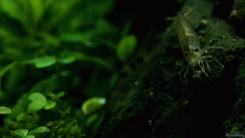 Amanogarnele von Micha... (14)