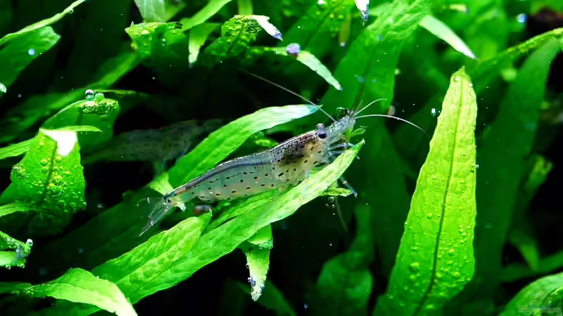 Amanogarnele von Micha... (52)