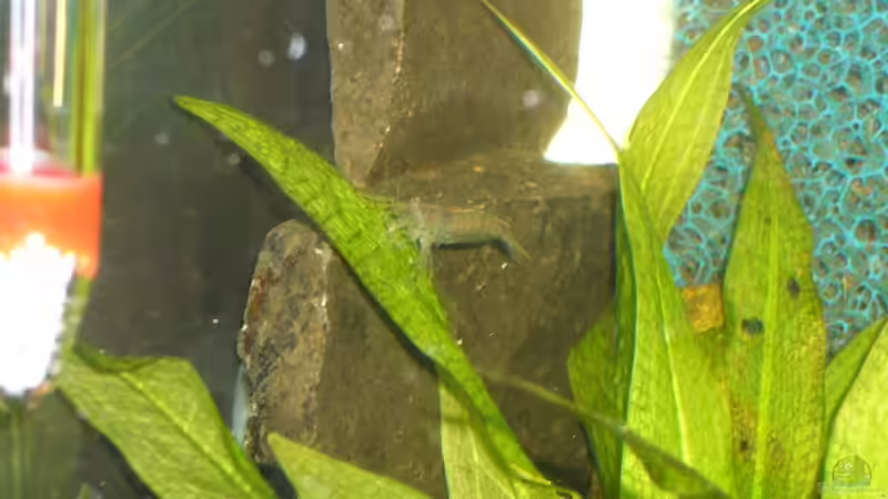 Amanogarnele von Michael Hodina (10)