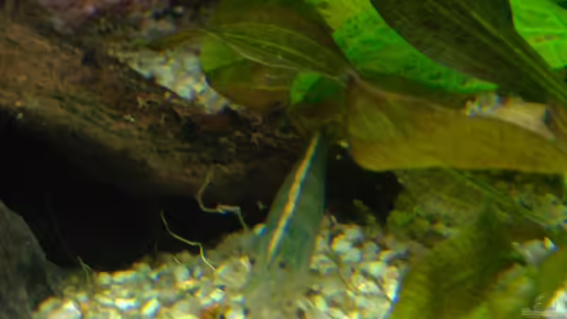 Amanogarnele von Michel (32)