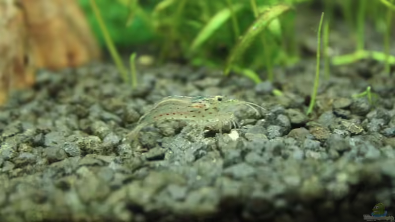 Amanogarnele von Niklas Urban (5)