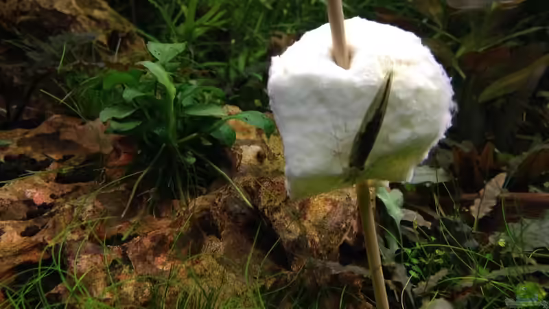 Amanogarnele von Olle696 (22)