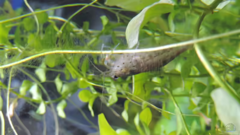 Amanogarnele von OreoEmmy (10)