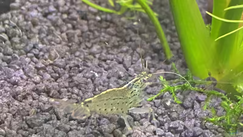 Amanogarnele von Ottche (65)