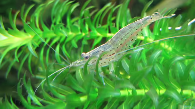 Amanogarnele von Patricia (14)