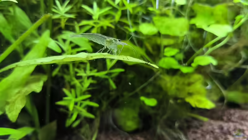 Amanogarnele von Rene78 (17)