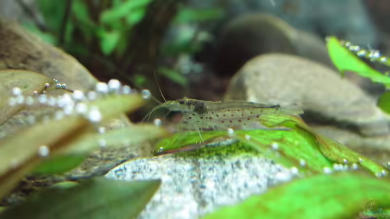 Amanogarnele von Sarah (56)