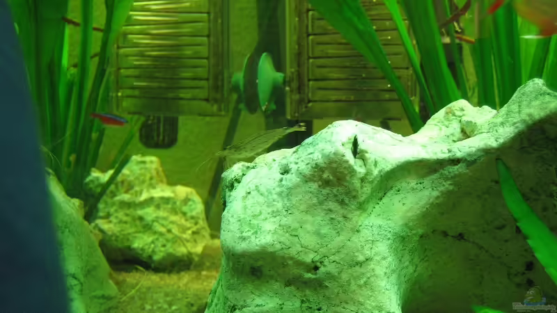 amanogarnele von Sky1706 (10)