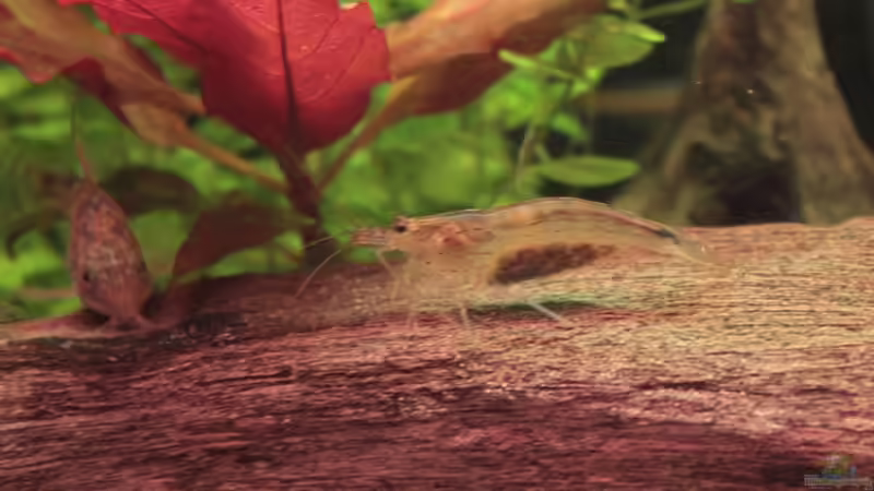 Amanogarnele von Stefan Hartl (17)