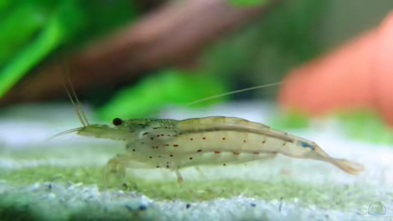 Amanogarnele von Stefan S. (14)