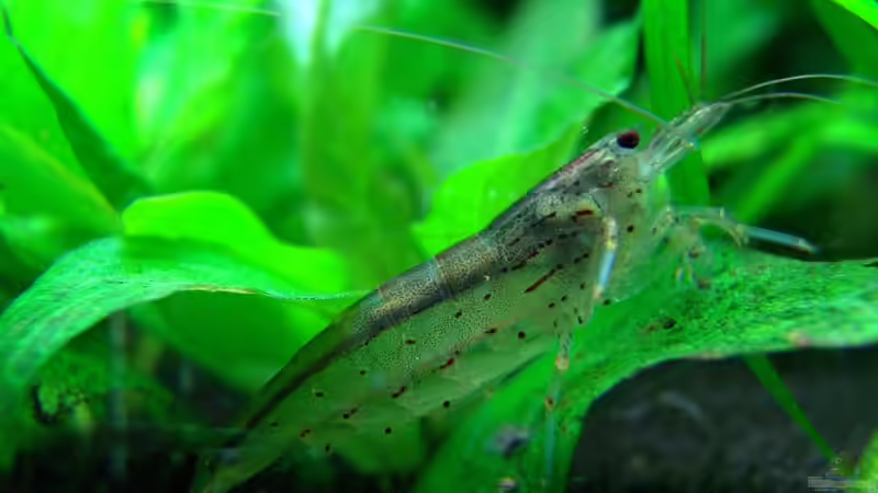 Amanogarnele von Stefan S. (9)