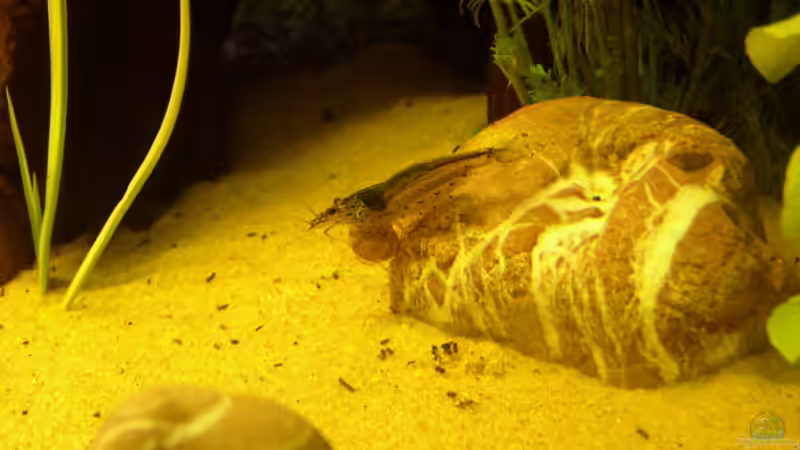 Amanogarnele von Stonedman (11)