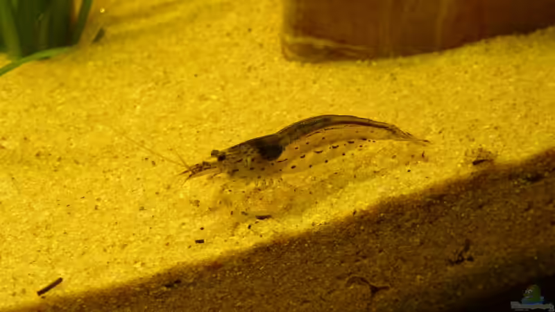 Amanogarnele von Stonedman (13)