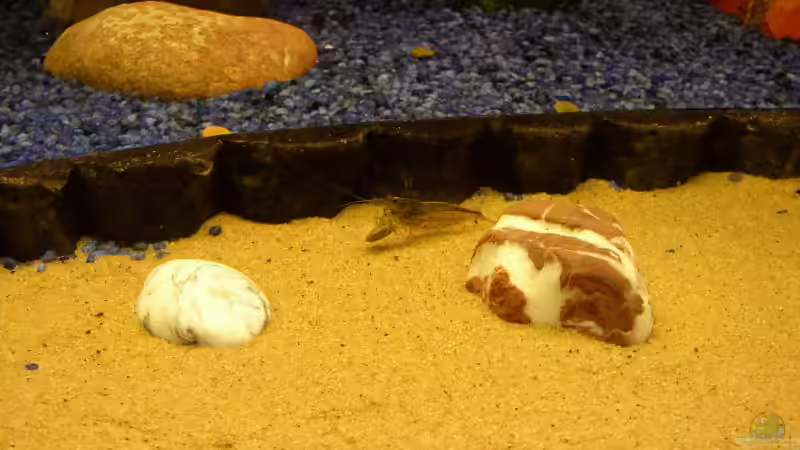 Amanogarnele von Stonedman (15)