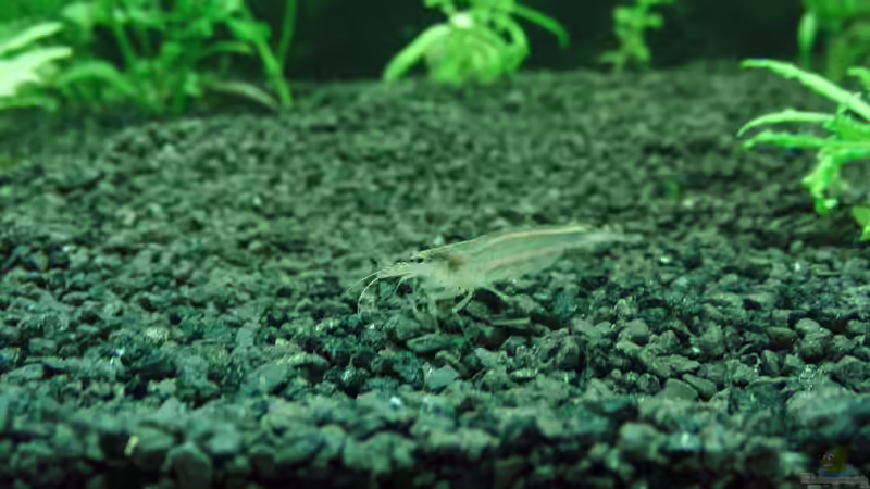 Amanogarnele von Thomas Bube (7)